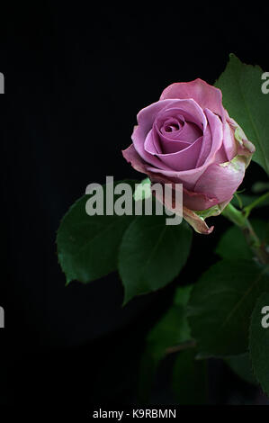Rose, violet rose a mis en relief sur un fond noir Banque D'Images