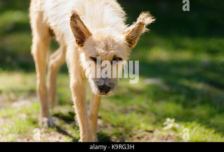 Vieux chien est un vieux chien hirsute malmenés à marcher le long de la nature aurait ces vieux yeux. Banque D'Images