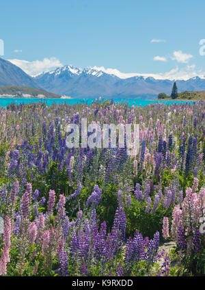 Fleurs violettes sur la rive du lac Tekapo, Nouvelle-Zélande Banque D'Images