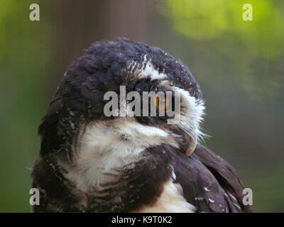 Portrait d'Ural Grey Owl Banque D'Images