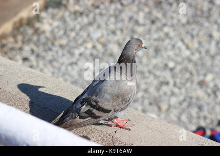 Pigeon et son ombre sur la côte, à Nice, France Banque D'Images