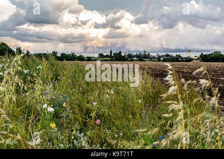 Champ de fleurs sauvages, les marges entre les villes de eton eton et wick, Berkshire, Angleterre. Banque D'Images