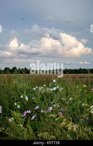 Champ de fleurs sauvages, les marges entre les villes de eton eton et wick, Berkshire, Angleterre. Banque D'Images