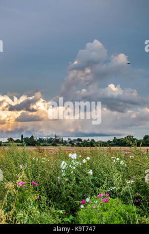Champ de fleurs sauvages, les marges entre les villes de eton eton et wick, Berkshire, Angleterre. Banque D'Images