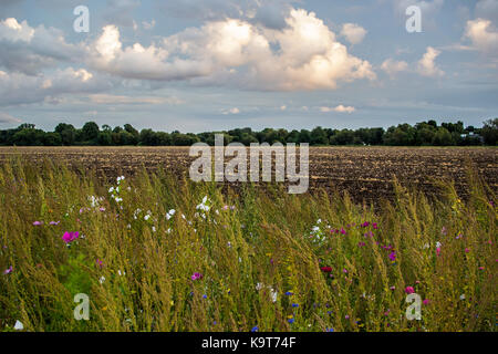Champ de fleurs sauvages, les marges entre les villes de eton eton et wick, Berkshire, Angleterre. Banque D'Images