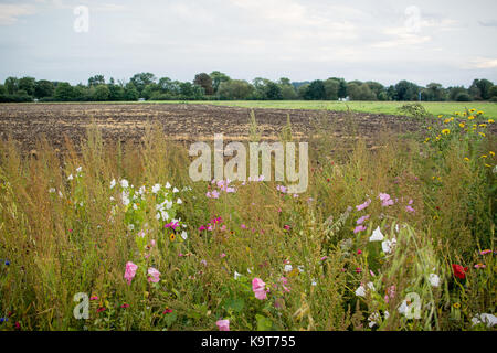 Champ de fleurs sauvages, les marges entre les villes de eton eton et wick, Berkshire, Angleterre. Banque D'Images