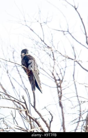 Un gaines de eleonora's falcon (Falco eleonorae), perché dans un arbre après sa baignade, Essaouira, Maroc. Banque D'Images