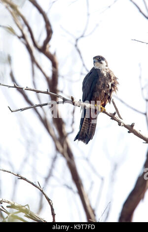 Eleonora's falcon (Falco eleonorae), perché dans un arbre, Essaouira, Maroc. Banque D'Images