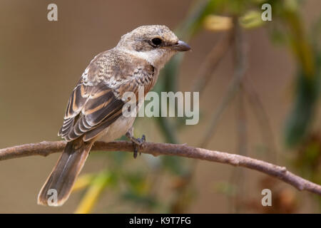 Juvenile woodchat Shrike (Lanius senator), perché dans un arbre, au Maroc. Banque D'Images