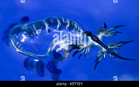 Ces nudibranches pélagiques eat man-o-war jellyfish Banque D'Images