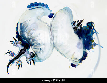 Ces nudibranches pélagiques eat man-o-war jellyfish Banque D'Images