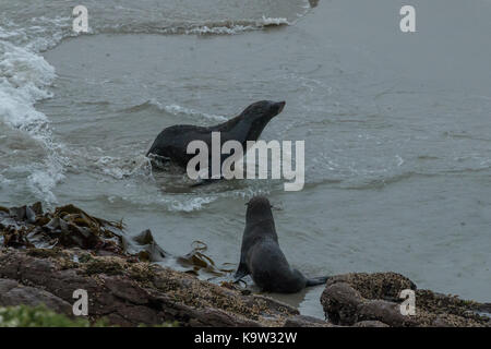 Nouvelle Zélande (Arctocephalus forsteri) à une colonie à Dunedin, île du Sud Banque D'Images