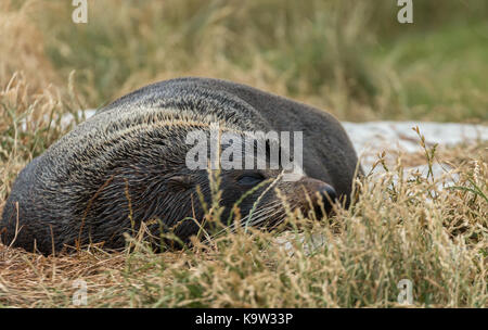 Nouvelle Zélande (Arctocephalus forsteri) à une colonie à Dunedin, île du Sud Banque D'Images