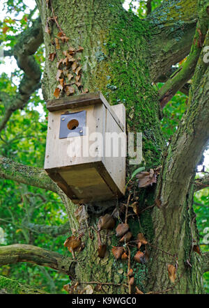 Un nichoir d'oiseaux forestiers placés dans sur la hickling vaste réserve naturelle nationale à Hickling, Norfolk, Angleterre, Royaume-Uni. Banque D'Images