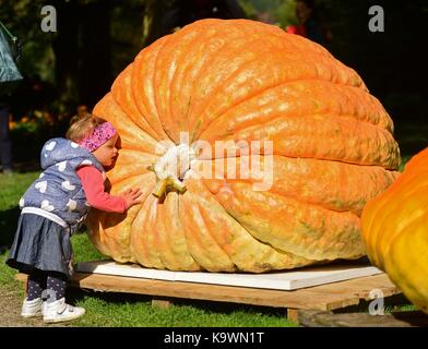 Beijing, Chine. 29Th sep 2017. Une citrouille est vue à un concours de citrouille en mozirje, la Slovénie sur sept. 23, 2017. une citrouille avec un poids de 639 kilogrammes a gagné le concours. crédit : matic stojs/Xinhua/Alamy live news Banque D'Images