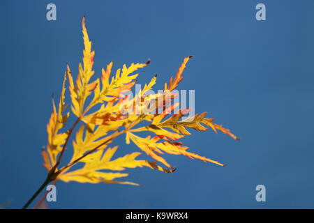 Surrey Epsom UK 24 septembre 2017. Les premiers signes de l'automne sont ici comme les feuilles d'un Acer palmatum 'Dissectum' tourner doré. Credit : Julia Gavin/Alamy Live News Banque D'Images
