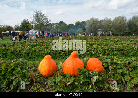 Daylesford, Kingham, UK, 23 septembre 2017. Le Festival des récoltes à Daylesford Organic Farmshop dans les Cotswolds, Royaume-Uni. Les produits biologiques, les légumes et les fruits, des foyers d'agneau rôti, le porc et le poulet, les animaux de ferme à regarder et les personnes bénéficiant de la nourriture et des démos de cuisine. Credit : Flo Smith/Alamy Live News Banque D'Images