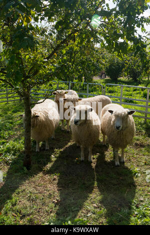 Daylesford, Kingham, UK, 23 septembre 2017. Le Festival des récoltes à Daylesford Organic Farmshop dans les Cotswolds, Royaume-Uni. Les produits biologiques, les légumes et les fruits, des foyers d'agneau rôti, le porc et le poulet, les animaux de ferme à regarder et les personnes bénéficiant de la nourriture et des démos de cuisine. Credit : Flo Smith/Alamy Live News Banque D'Images