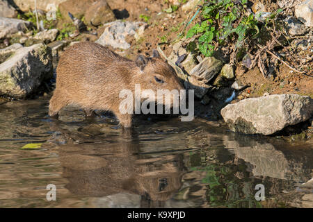 Capybara (hydrochoerus hydrochaeris hydrochaeris) / hydrochoeris pup sur berge, plus gros rongeur originaire d'Amérique du Sud Banque D'Images