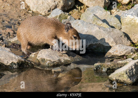 Capybara (hydrochoerus hydrochaeris hydrochaeris) / hydrochoeris pup sur berge, plus gros rongeur originaire d'Amérique du Sud Banque D'Images