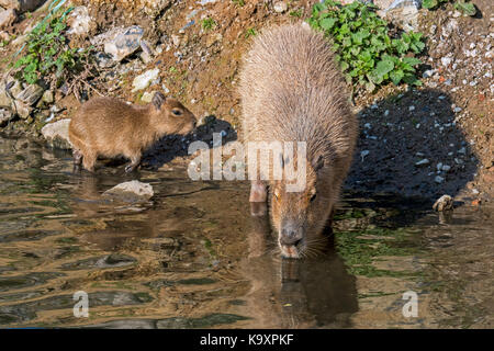 Capybara (hydrochoerus hydrochaeris hydrochaeris) / hydrochoeris avec de l'eau potable le long de la berge, plus gros rongeur originaire d'Amérique du Sud Banque D'Images