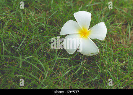 Doux parfum de fleurs de frangipanier blanc dans le jardin.(image filtrée traitées effet vintage.) Banque D'Images