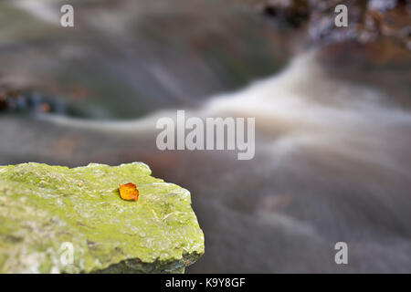 Une seule feuille sur une roche verte à côté d'un petit ruisseau en automne. longue exposition shot. Banque D'Images