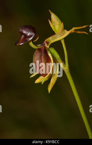 Canard grand Orchid. Banque D'Images