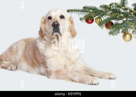 Golden Retriever Dog est allongé avec une tête sous une branche d'un arbre de Noël Banque D'Images