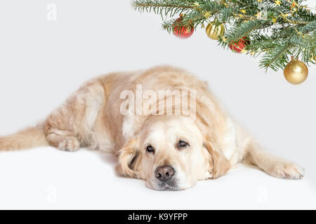 Cool Golden Retriever Dog est allongé sous une branche d'un arbre de Noël Banque D'Images