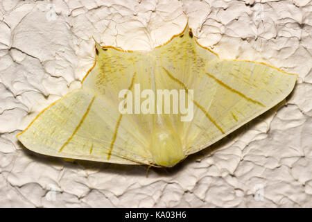 Papillon à queue fourchue adultes, Ourapteryx sambucaria, un vol d'espèces au Royaume-Uni Banque D'Images
