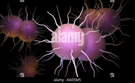Neisseria gonorrhoeae, la bactérie responsable de l'infection transmise sexuellement la gonorrhée. 3d illustration Banque D'Images