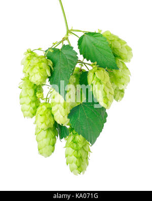 Succursale de cônes de houblon vert frais isolé sur fond blanc avec clipping path. Cônes de houblon pour la bière pour préparer des ingrédients. Banque D'Images