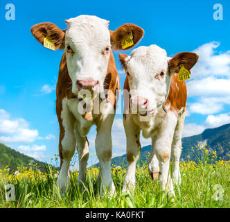 Deux jeunes veaux (Bos primigenius taurus) Comité permanent avec curiosité sur un alpage, Upper Bavaria, Bavaria, Germany Banque D'Images