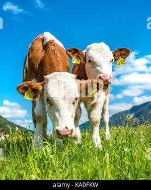 Deux jeunes veaux (Bos primigenius taurus) Comité permanent avec curiosité sur un alpage, Upper Bavaria, Bavaria, Germany Banque D'Images