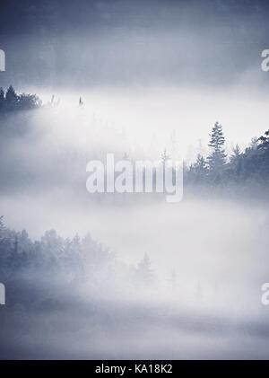 Brume D'été colorés dénudée. forêt après une lourde nuit pluvieuse. treetops est passé de brouillard épais et de décapage de l'inversion. Banque D'Images