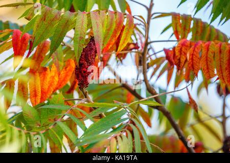 Drupe rouge des fruits sur un vinaigrier (Rhus typhina) à la fin de l'été Banque D'Images