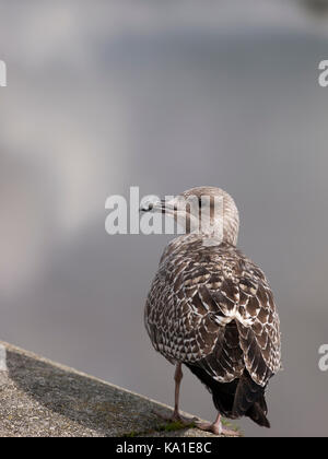 Les jeunes juvenille goéland argenté (Larus argentatus) assis sur le quai, Bideford, Devon, à côté de la rivière Torridge Banque D'Images