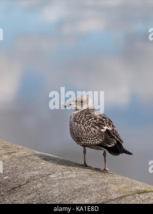 Les jeunes juvenille goéland argenté (Larus argentatus) assis sur le quai, Bideford, Devon, à côté de la rivière Torridge Banque D'Images