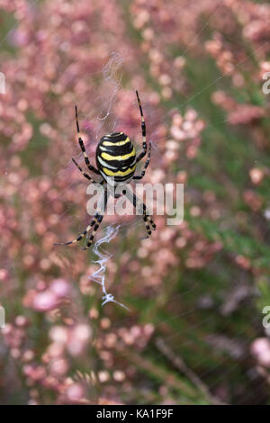 Spider Argiope bruennichi (WASP) sur le web entre Heather dans le Hampshire, au Royaume-Uni Banque D'Images