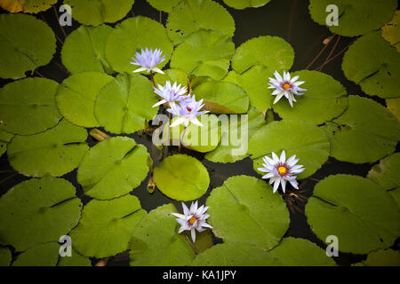 Water Lilies, Nymphaea sp. Singapour Banque D'Images