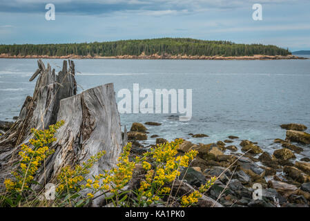 Souche d'arbre sur Rocky Seashore donnant sur l'océan dans l'Acadia Maine Banque D'Images