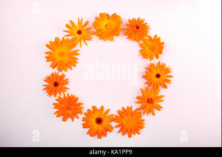 Photo horizontale de cercle de fleurs orange. calendulas disposées en cercle sur un tissu blanc. L'espace de copie des deux côtés de l'arrangement de fleurs. Banque D'Images