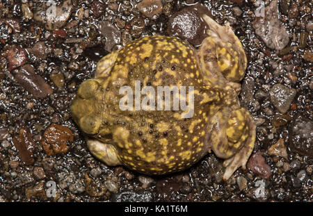 Crapaud de la table (Scaphiopus couchii) du comté de Pima, Arizona, USA. Banque D'Images