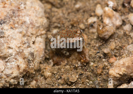 Un Rouge récemment métamorphosées-spotted Toad (Anaxyrus punctatus) du comté de Pima, Arizona, USA. Banque D'Images