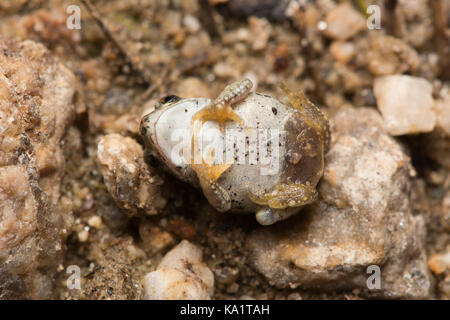 Un Rouge récemment métamorphosées-spotted Toad (Anaxyrus punctatus) du comté de Pima, Arizona, USA. Banque D'Images