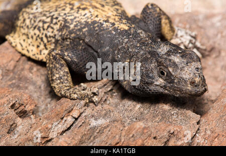 Un mâle adulte de la commune de Chuckwallala (Sauromalus ater) de Sonora, Mexique. Banque D'Images