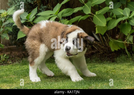 Trois mois chiot Saint Bernard 'Mauna Kea' l'arrêt brusque de son exécution, à Renton, Washington, USA Banque D'Images