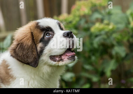 Trois mois chiot saint Bernard 'mauna kea' attendez un régal pour sa bonne conduite à Renton, Washington, USA Banque D'Images