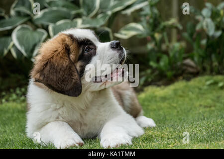 Trois mois chiot saint Bernard 'mauna kea' dans l'espoir d'une récompense pour sa bonne conduite, à Renton, Washington, USA Banque D'Images